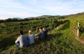 Weinlese Weinland Traisental, © schwarz-koenig.at