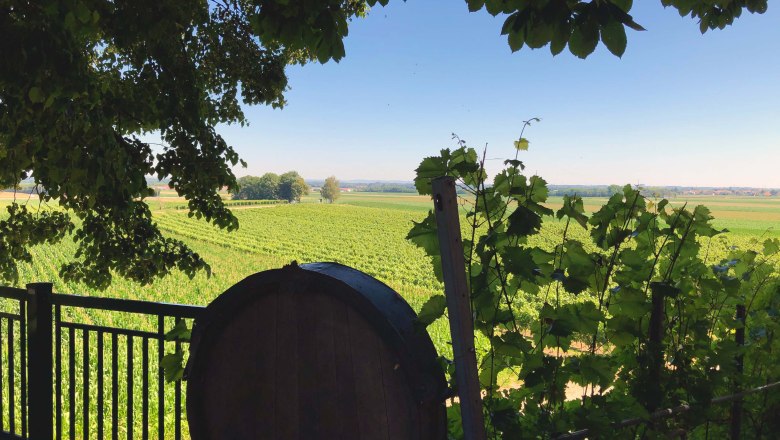 Weinberg mit Blick auf grüne Reben und ein Holzfass im Vordergrund., © Donau Niederösterreich