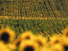 Sonnenblumenfeld, © Donau Niederösterreich - Kamptal-Wagram-Tullner Donauraum