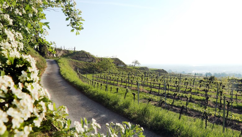 Weinfrühling im Weinland Traisental, © weinfranz.at