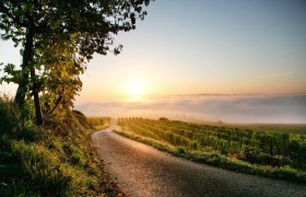 Herbstliche Weinlandschaft bei Nußdorf ob der Traisen, © schwarz-koenig.at